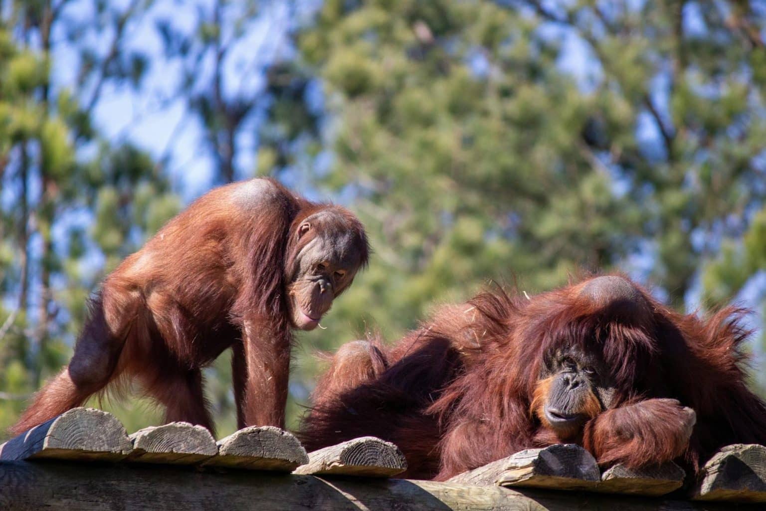 20 Endangered Animals You Can Help Save Right Now