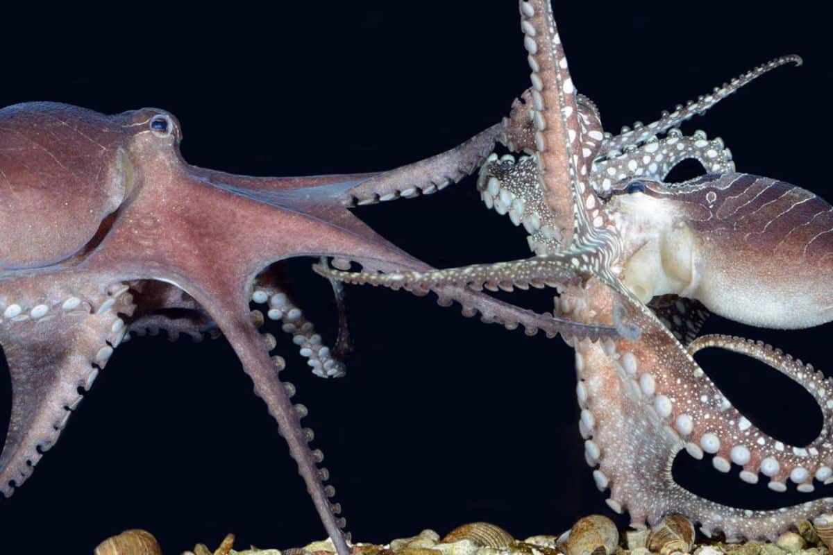 Animals Octuplets 21 Fun Facts About Animal Mating Rituals