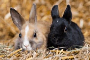 20 Indoor Pets That Require Minimal Space