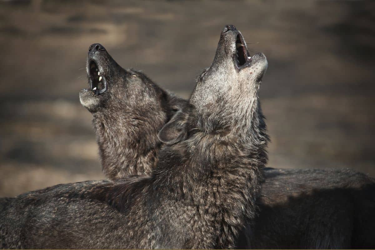 Wolves Mating Rituals 21 Fun Facts About Animal Mating Rituals