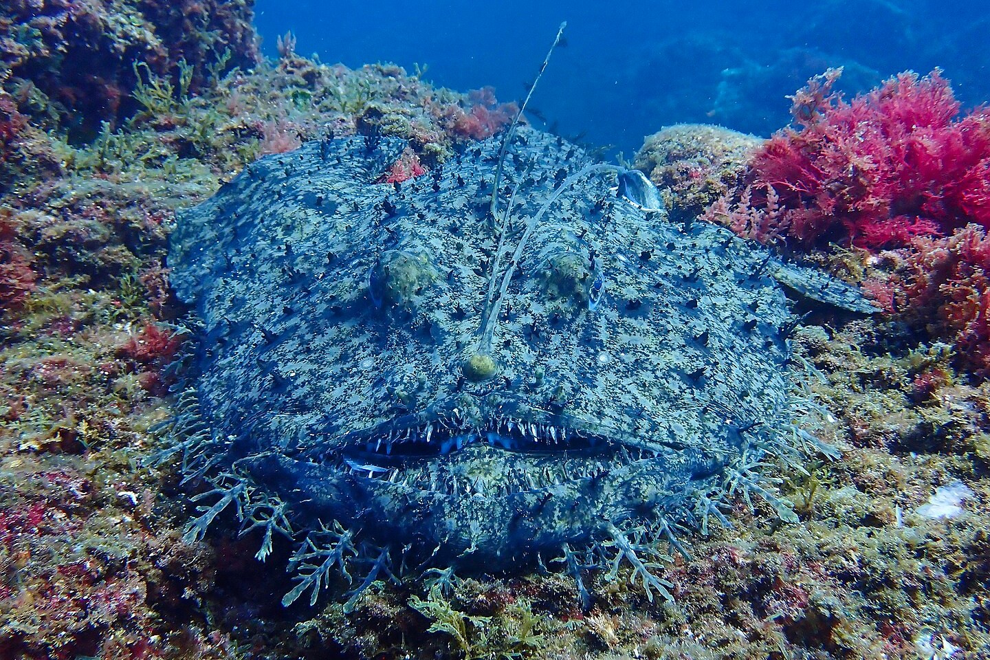 18 Animals with the Strangest Mating Rituals